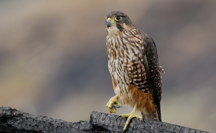 New Zealand Falcon