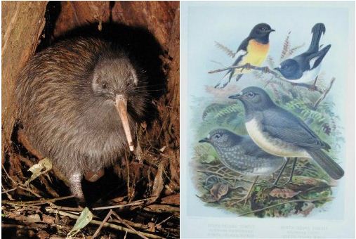 Toutouwai and Kiwi