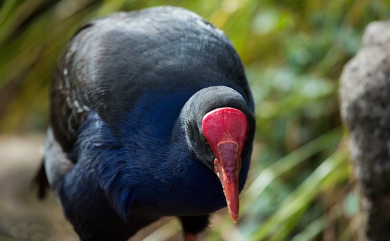 Beautiful Birds of New Zealand – Exciting Things Of Pukaki Downs NZ